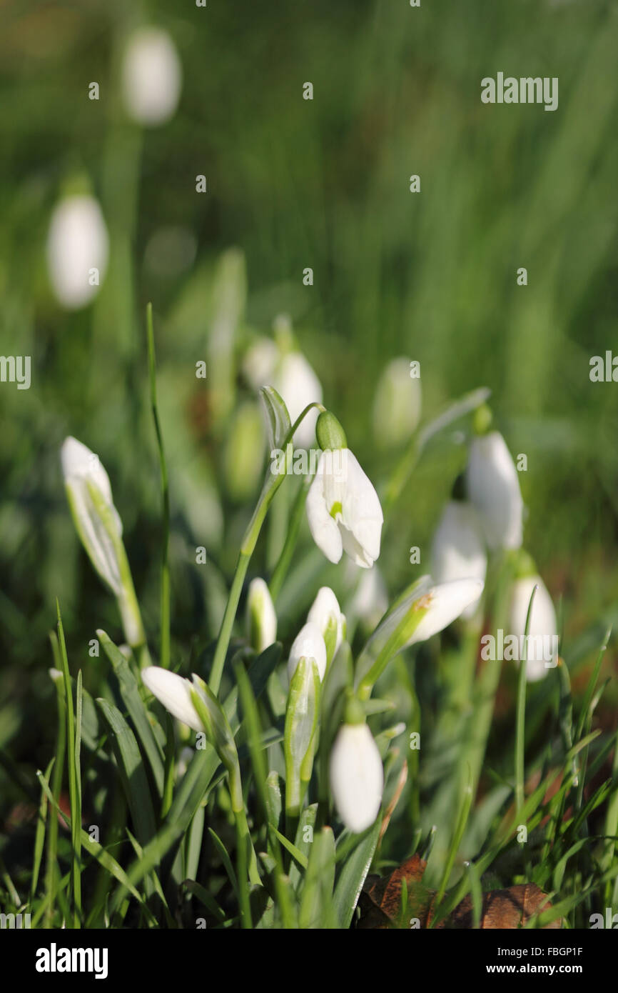 Hampton Court, Londra, Regno Unito. 16 gennaio 2016. Il clima mite ha causato molti spring piante fiorite e alberi a fiorire molto prima rispetto al normale, come questi delicati bianco puro bucaneve. Credito: Julia Gavin UK/Alamy Live News Foto Stock