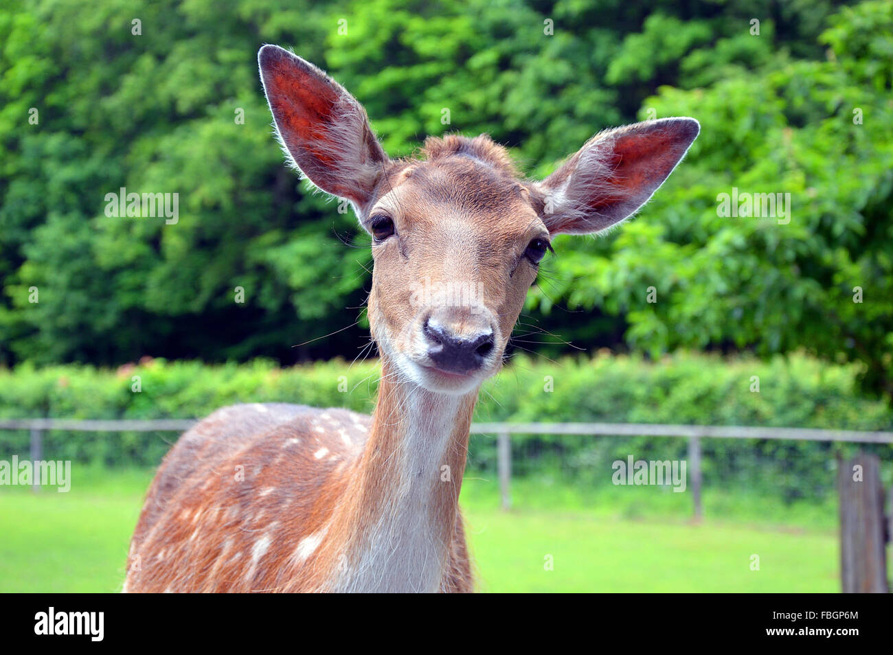 Curioso piccoli cervi nel parco faunistico guardando la telecamera, Germania Foto Stock