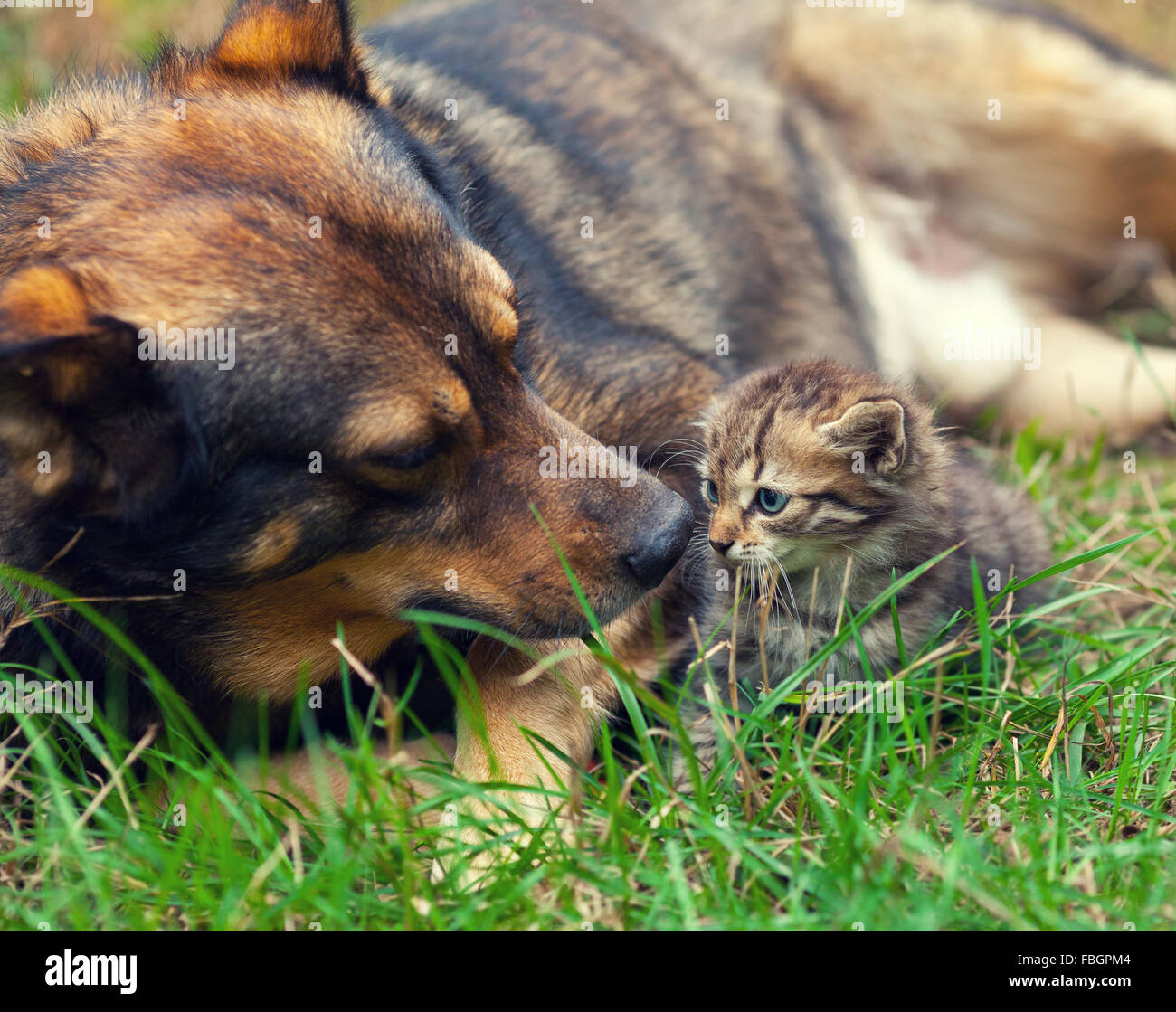 Big Dog si prendono cura del piccolo gattino sull'erba Foto Stock