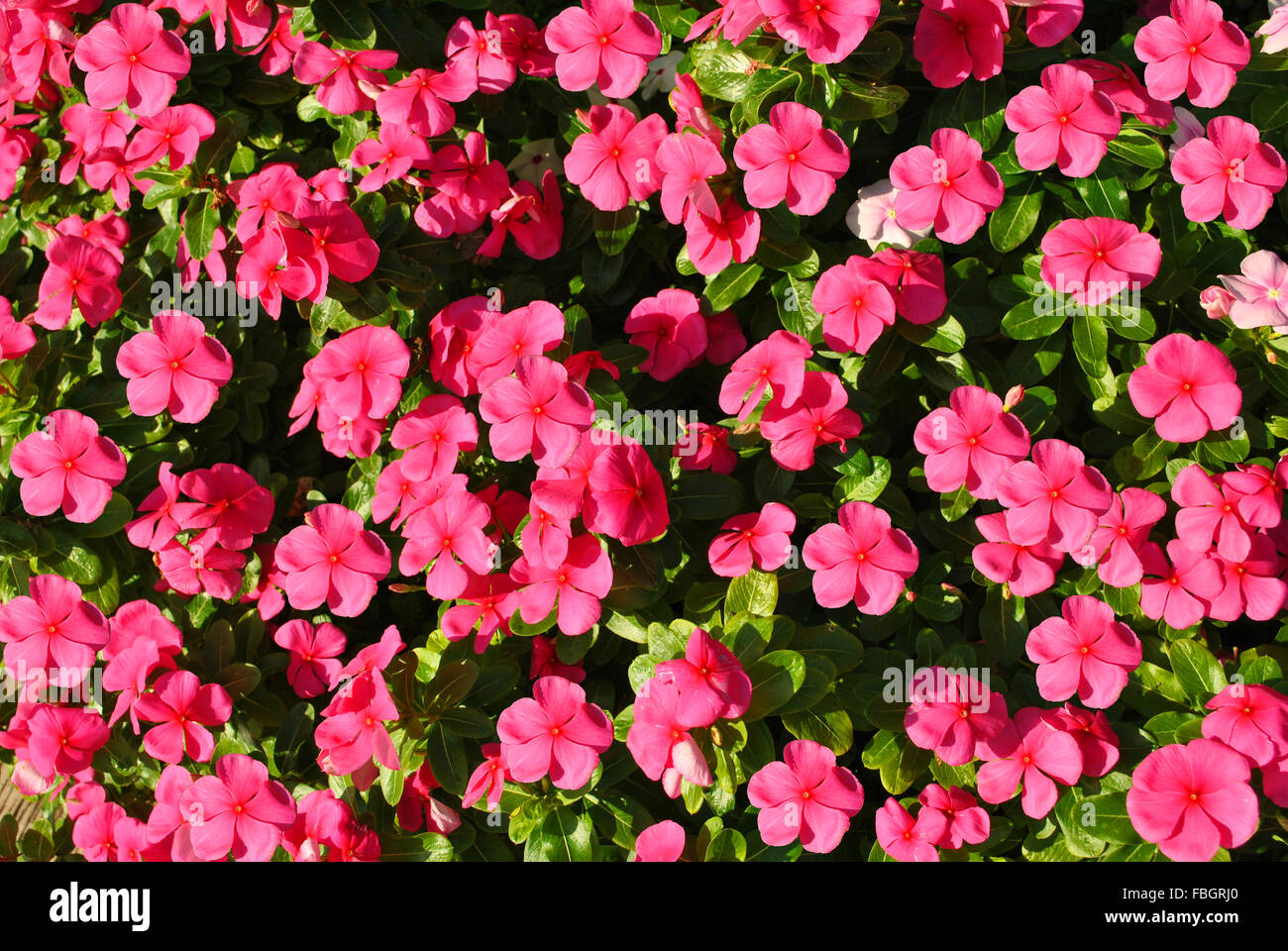 Occupato lizzie nome botanico Impatiens Accent fiori viola Foto Stock