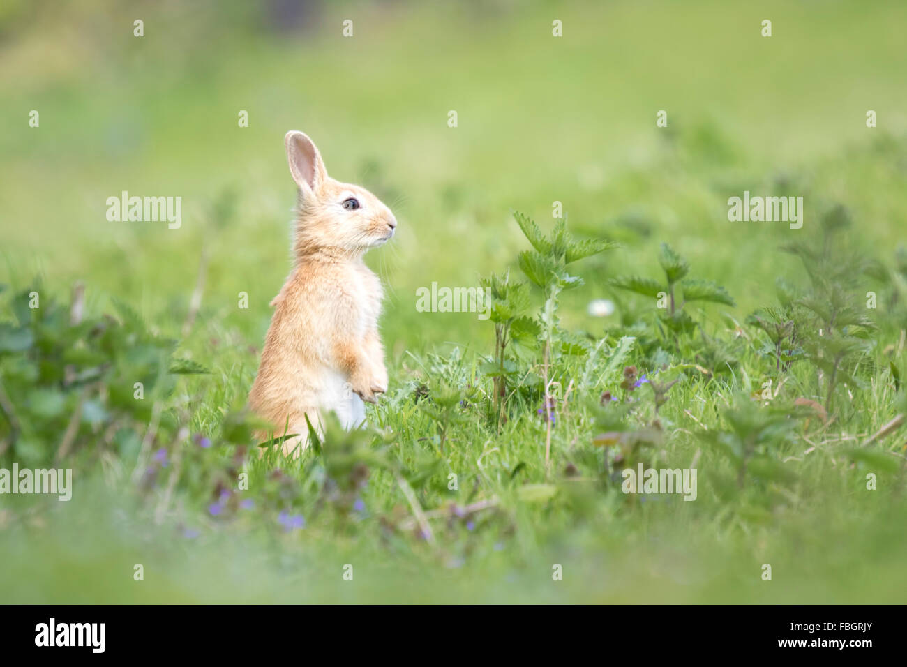 Coniglio selvatico sul guarda nascondendo in erba Foto Stock