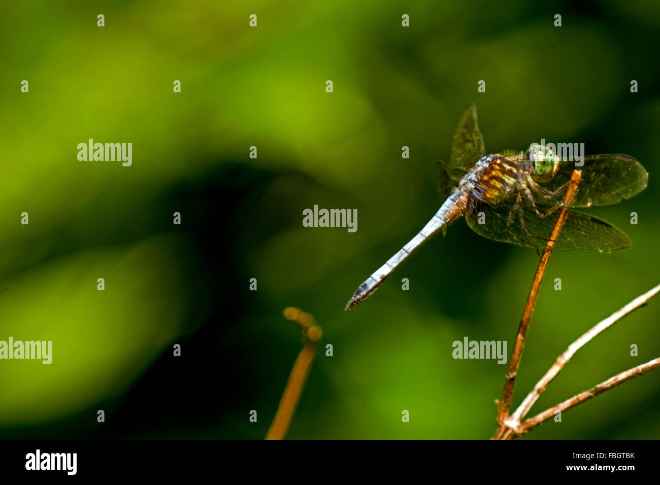 Una palude skimmer dragonfly, Orthetrum luzonicum, insetto in appoggio sulla cima di un ramoscello. Foto Stock