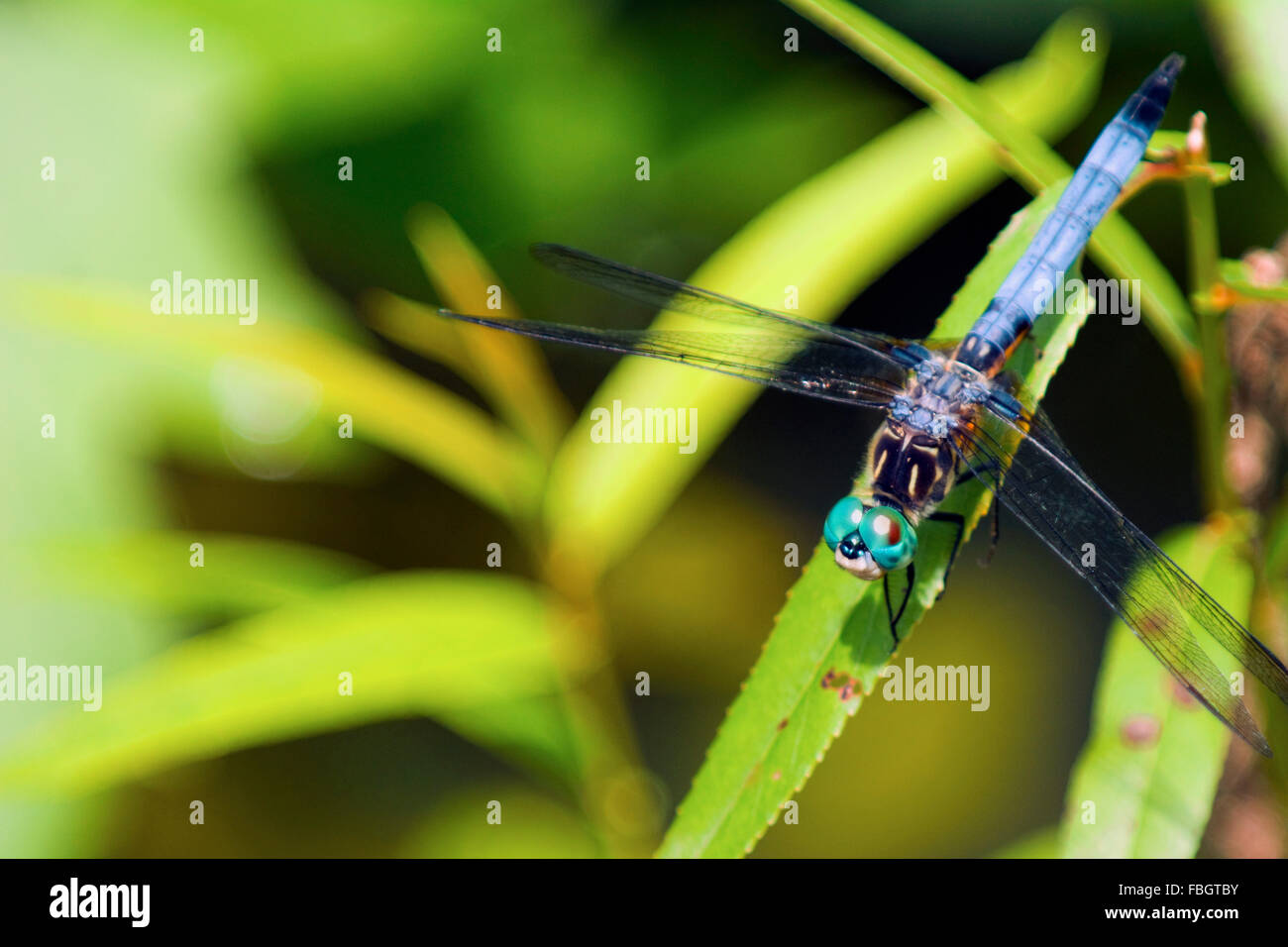 Una palude skimmer dragonfly, Orthetrum luzonicum, insetto in appoggio sulla sommità di una foglia. Foto Stock