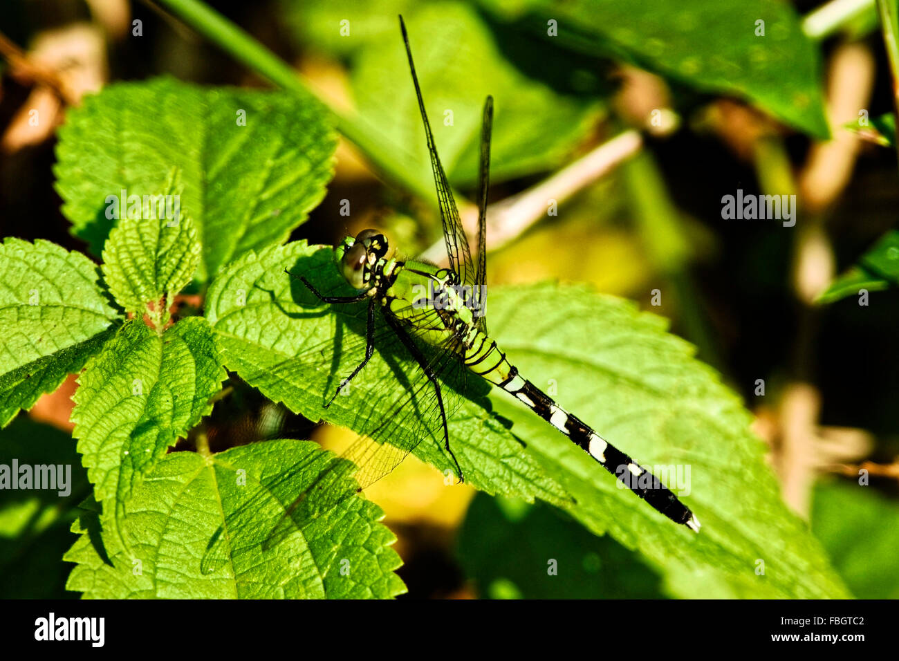 Un Southern hawker, Aeshna cyanea, insetto libellula appoggiata su una foglia. Foto Stock