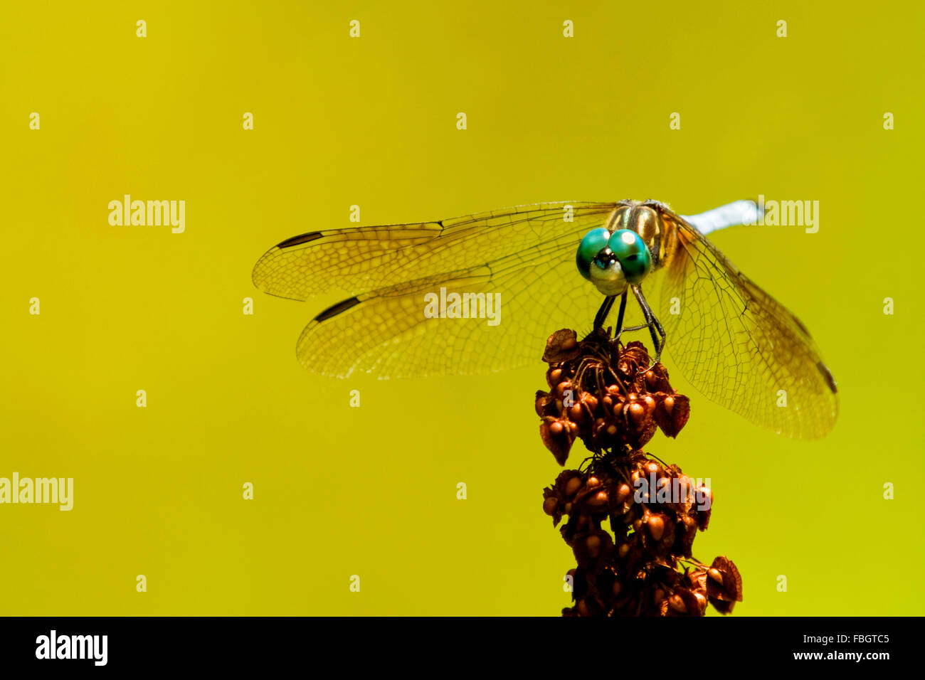 Una palude skimmer dragonfly, Orthetrum luzonicum, insetto in appoggio sulla sommità di una seminate infestante. Foto Stock