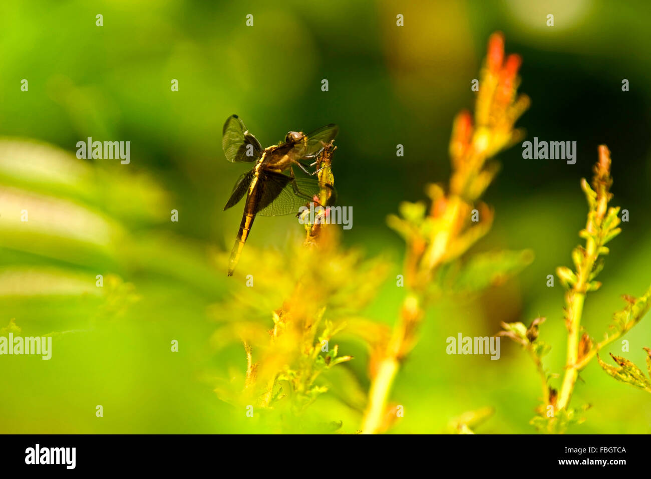 Una libellula insetto in appoggio su un erbaccia Foto Stock