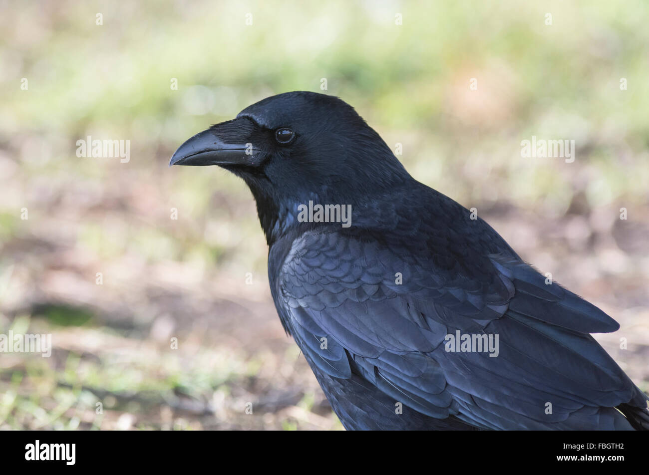 Carrion crow (Corvus corone corone). Close-up di testa e spalle. Foto Stock