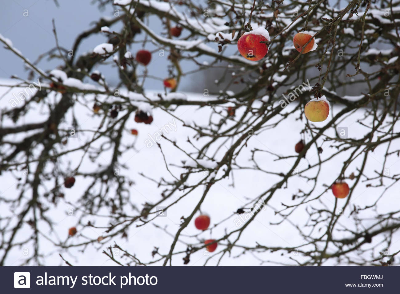 Coburg, Germania. 16 gennaio 2016. Le mele rosse si aggrappano ai rami di Coburg, in Germania, mentre l'inverno si innevava con forti cadute di neve.le temperature sono scese bruscamente negli ultimi giorni e meno 15 o meno è ora previsto per domani in tutto lo stato. Credit: Clearpix/Alamy Live News Foto Stock