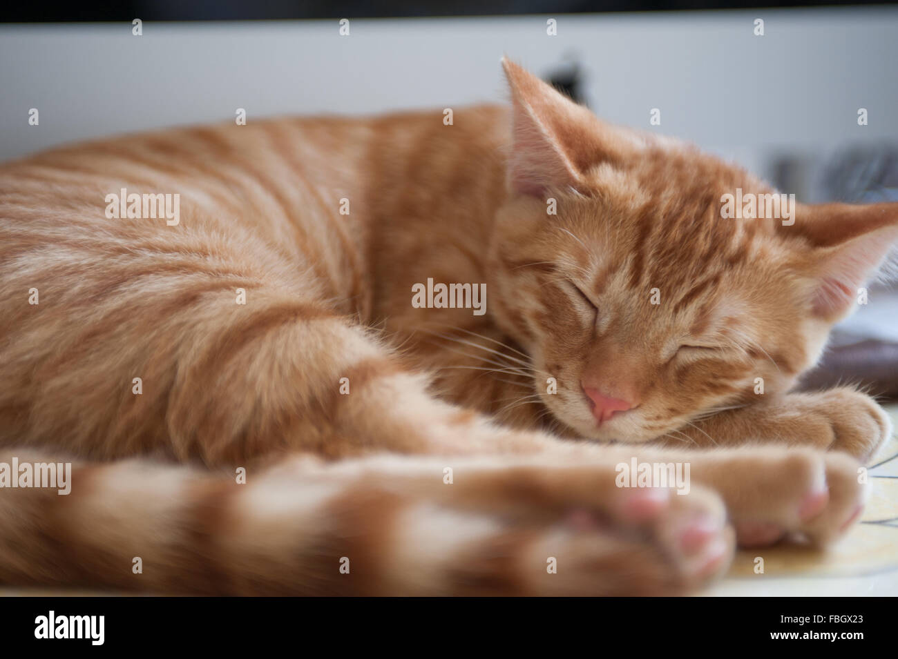 Sleeping Tabby gattino rannicchiato in una sfera. Foto Stock