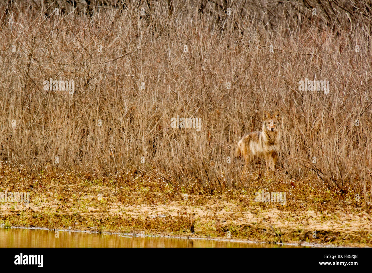 Un coyote, Canis latrans, sorge nella spazzola lungo il bordo di una foresta, accanto a un torrente. Foto Stock