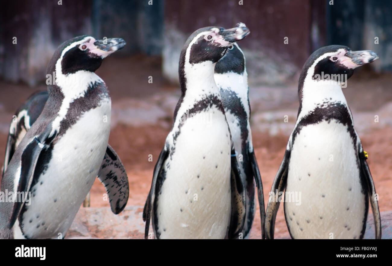 Pinguini Humboldt (Spheniscus Humboldti), noto anche come pinguino peruviano. Foto Stock