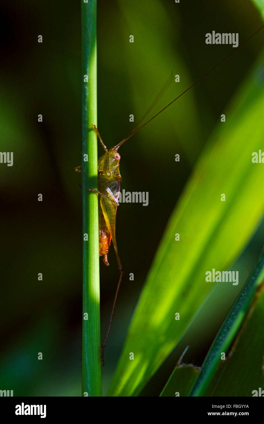 Un katydid siede su un gambo di erba da una zona paludosa. Foto Stock