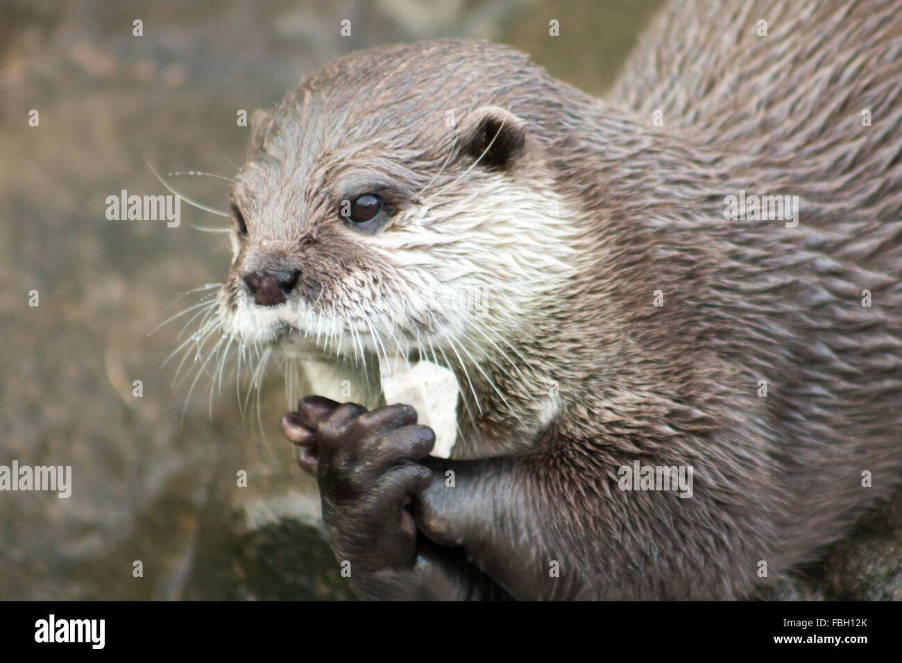 Asian breve artigliato Lontra (Amblonyx cinerea), noto anche come orientali Small-Clawed otter. Foto Stock