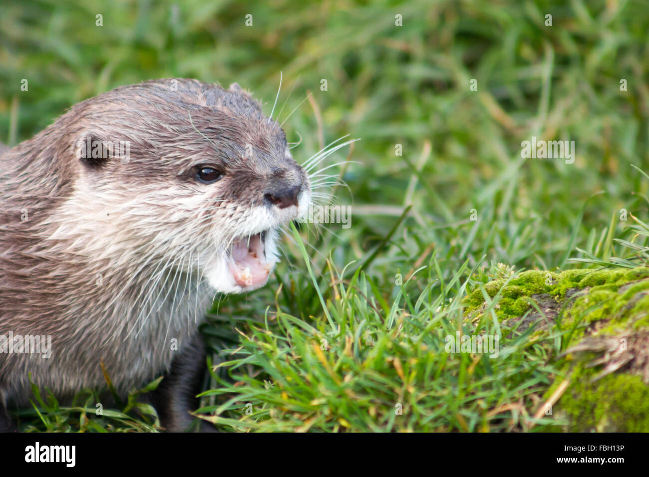 Asian breve artigliato Lontra (Amblonyx cinerea), noto anche come orientali Small-Clawed otter. Foto Stock