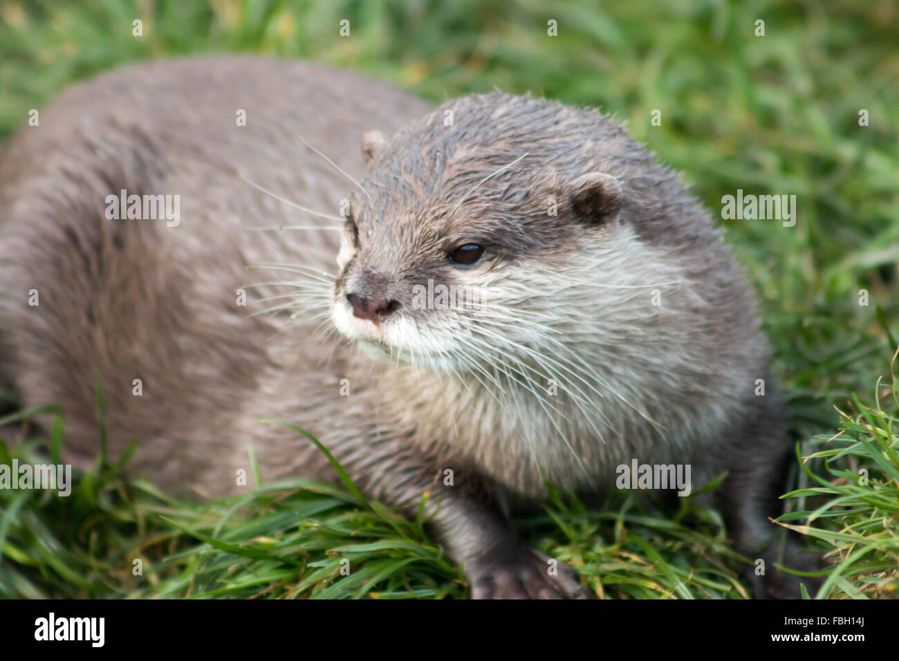 Asian breve artigliato Lontra (Amblonyx cinerea), noto anche come orientali Small-Clawed otter. Foto Stock