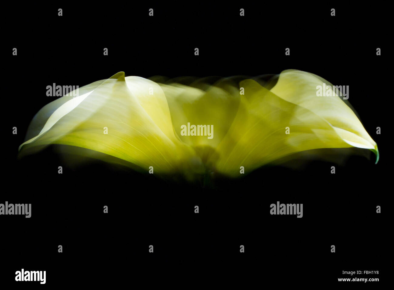 Giallo calla fotografato nelle tenebre con la luce concentrata sulla punta del fiore. Lungo tempo di illuminazione e movimento continuo Foto Stock
