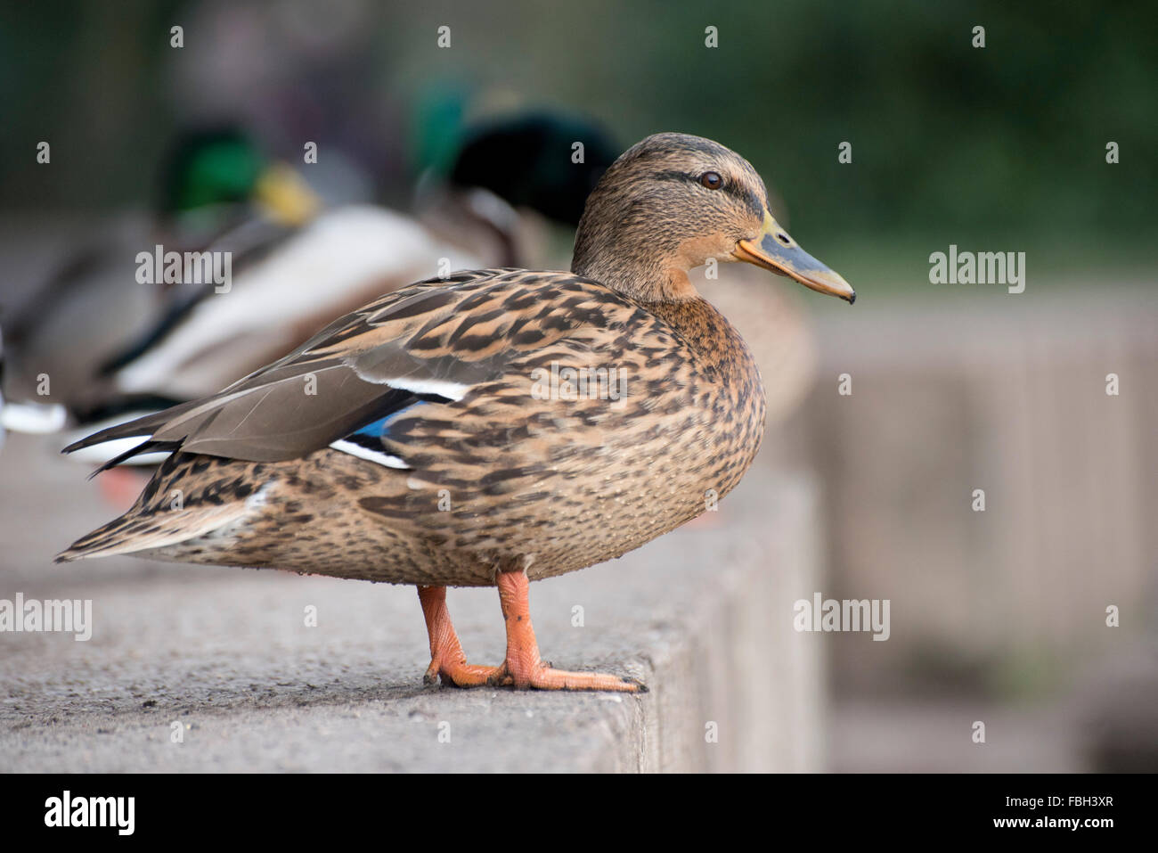 Germano reale femmina Foto Stock