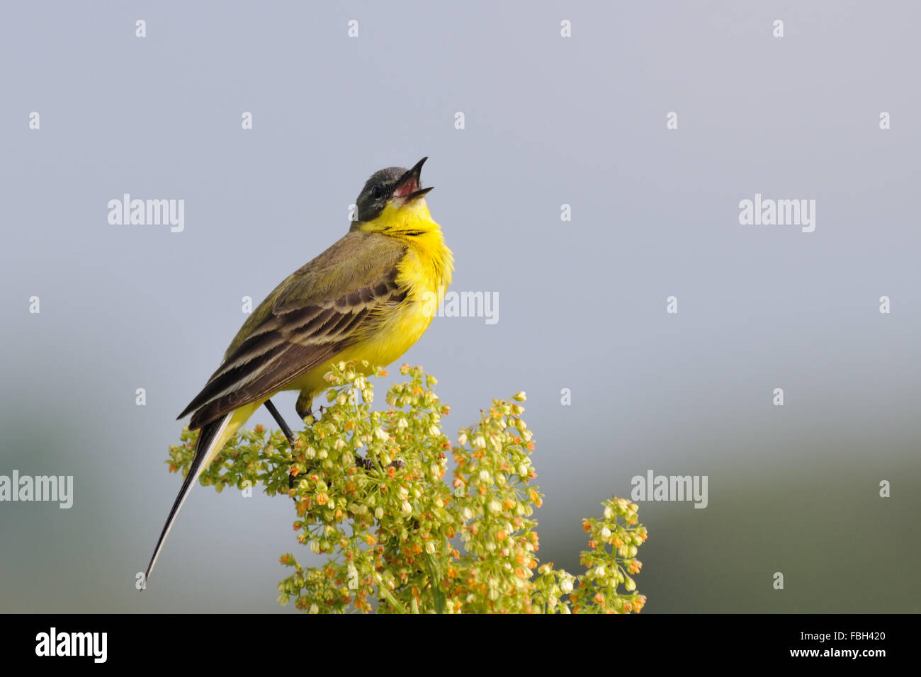 Si appollaia Western Yellow Wagtail canta Foto Stock