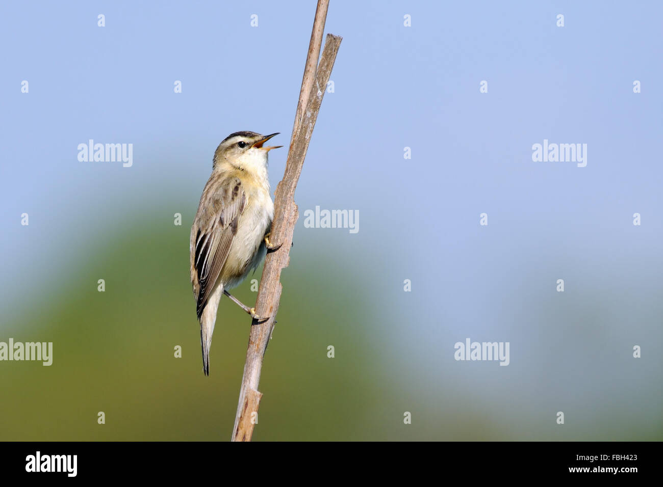 Si appollaia Sedge Trillo canta Foto Stock