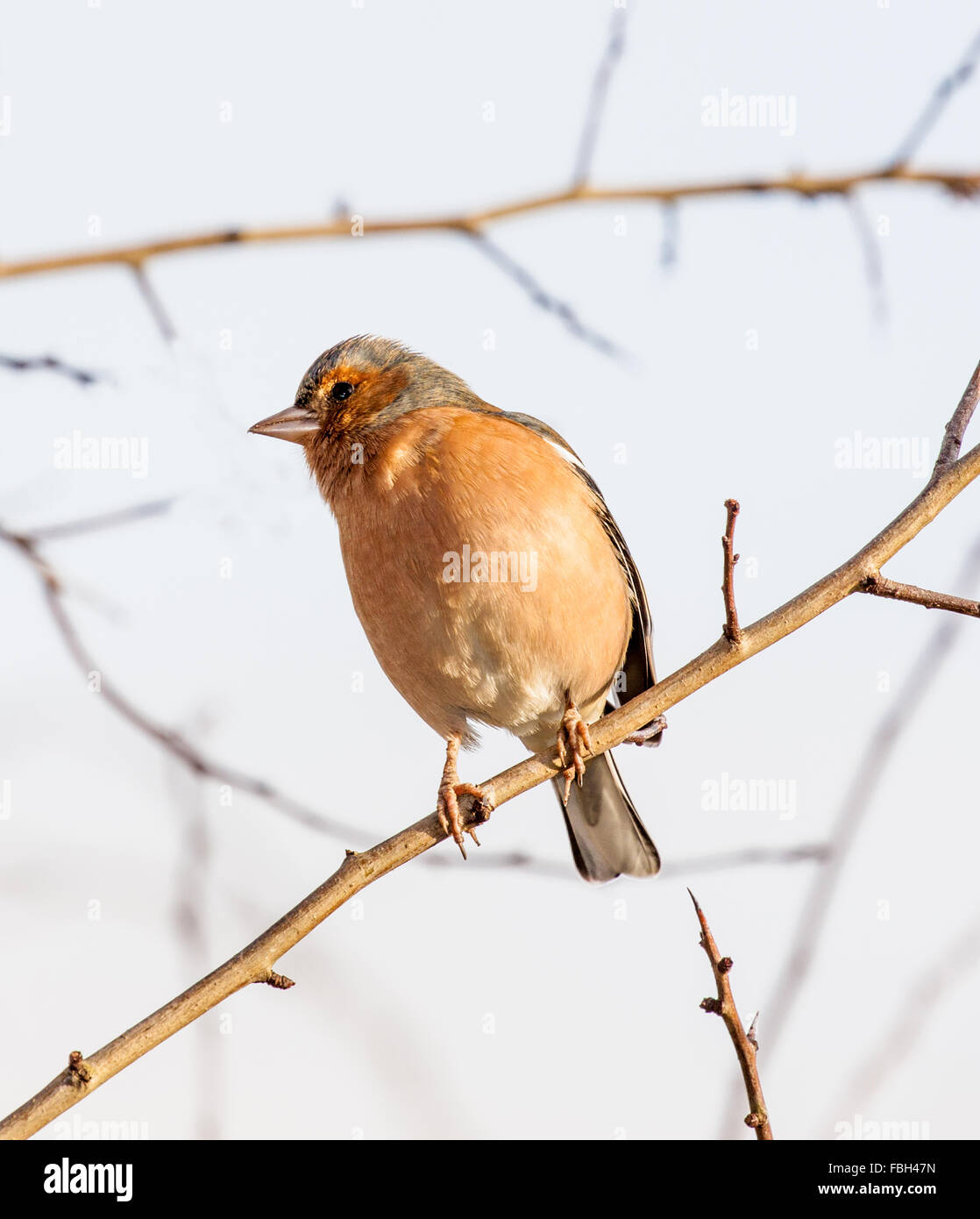 Fringuello Fringilla coelebs in una struttura ad albero in inverno Foto Stock