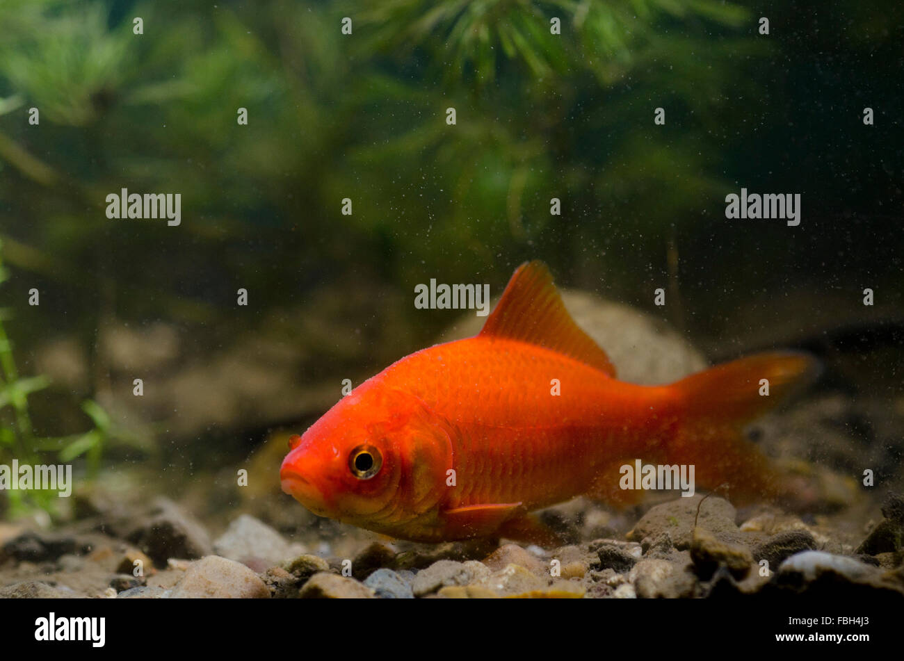 Goldfish (Carassius auratus) Foto Stock