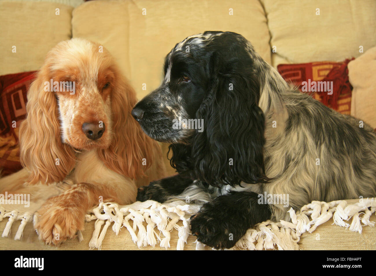 Cocker Spaniel cani su una sedia per interni Foto Stock