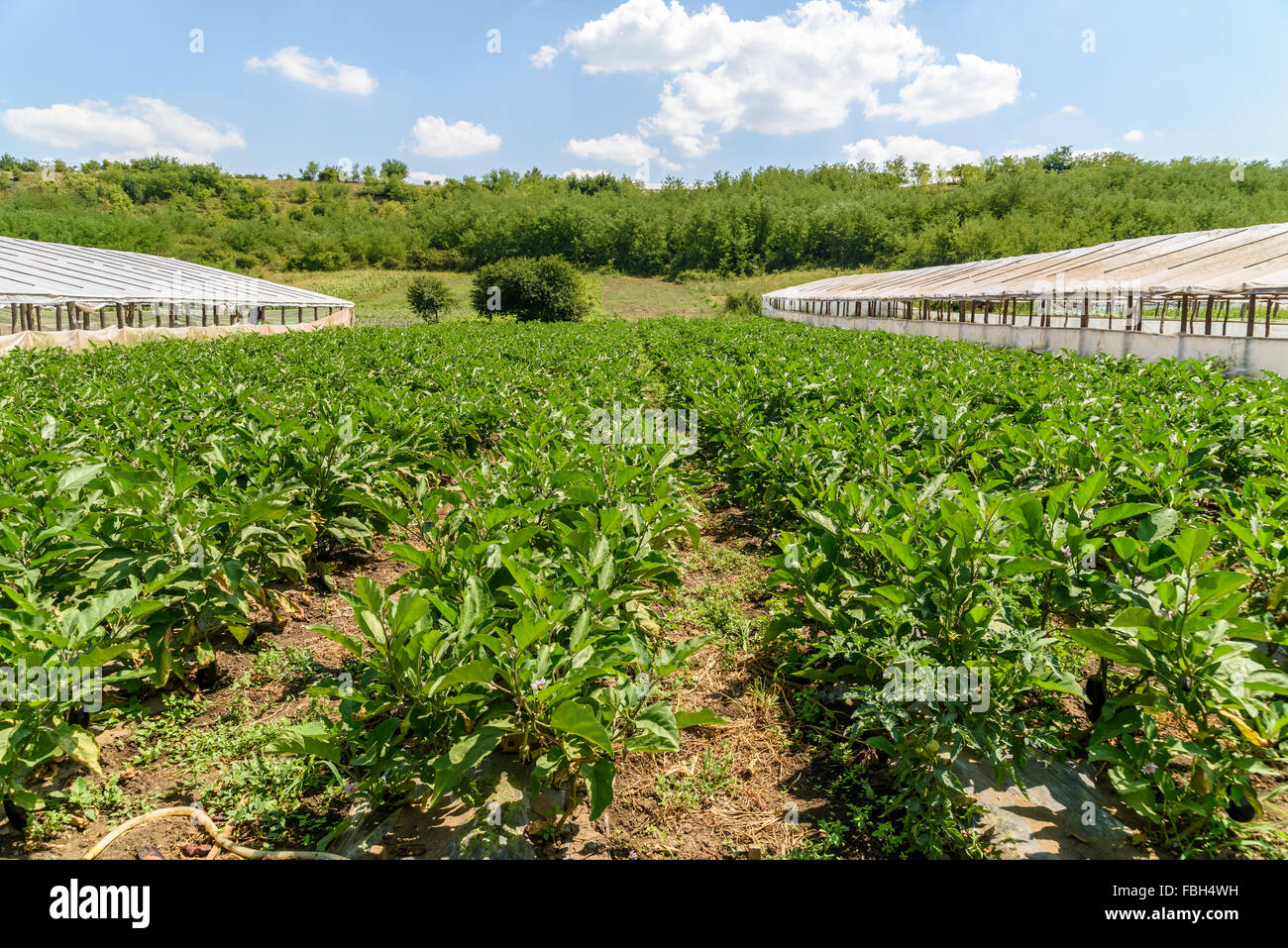 Fresche biologiche piante di melanzana in campo agricolo Foto Stock