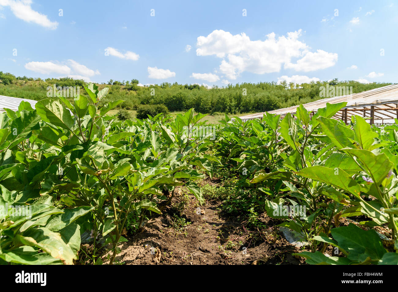 Fresche biologiche piante di melanzana in campo agricolo Foto Stock