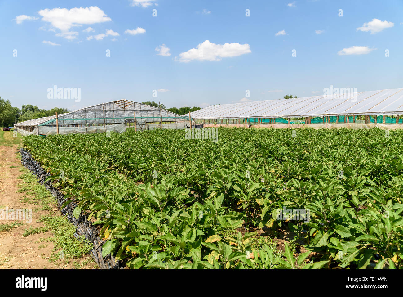 Fresche biologiche piante di melanzana in campo agricolo Foto Stock