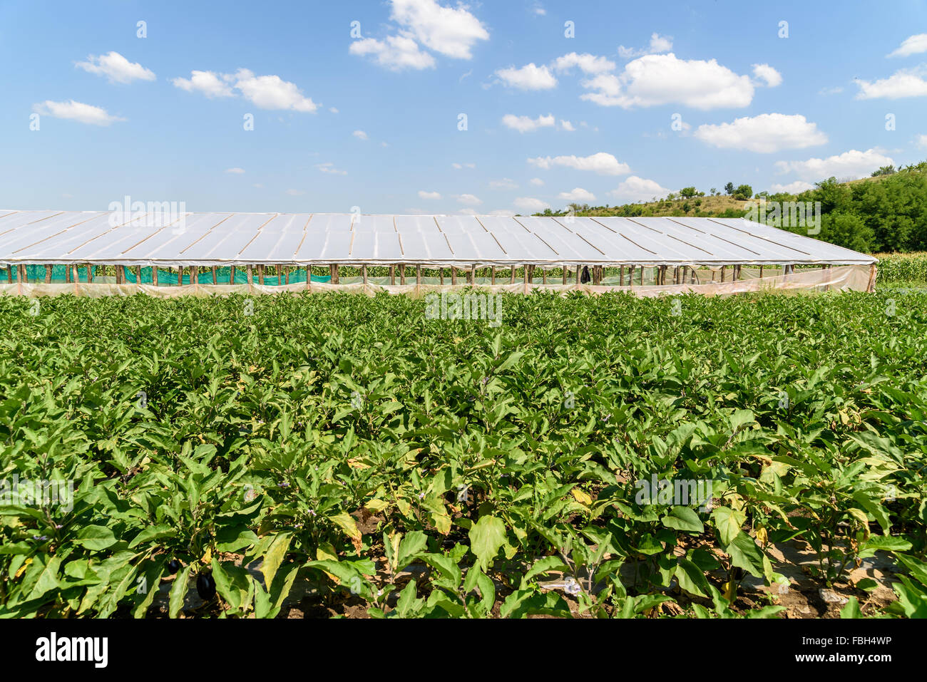 Fresche biologiche piante di melanzana in campo agricolo Foto Stock