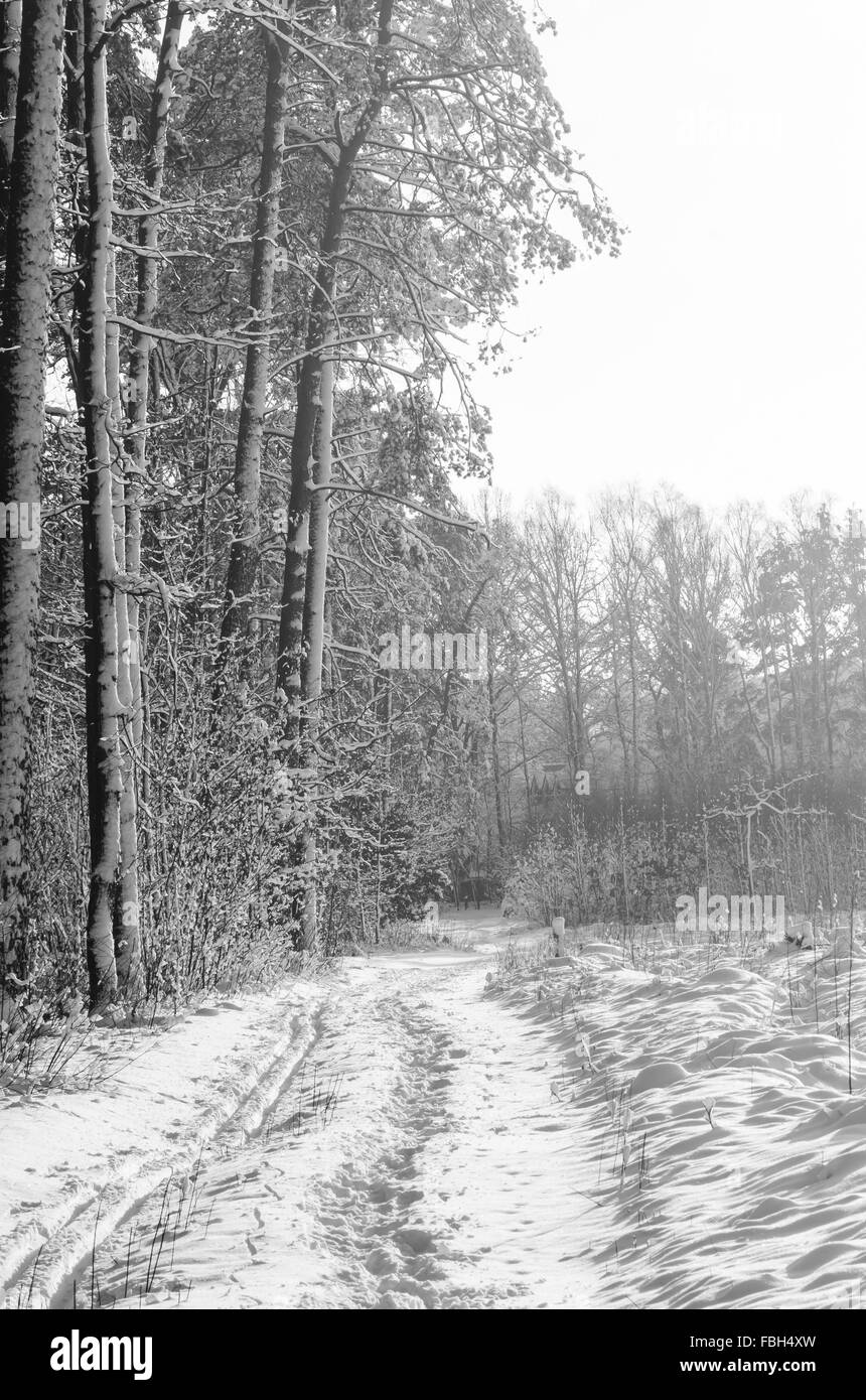 Foresta invernale coperto di neve sul giorno di sole Foto Stock