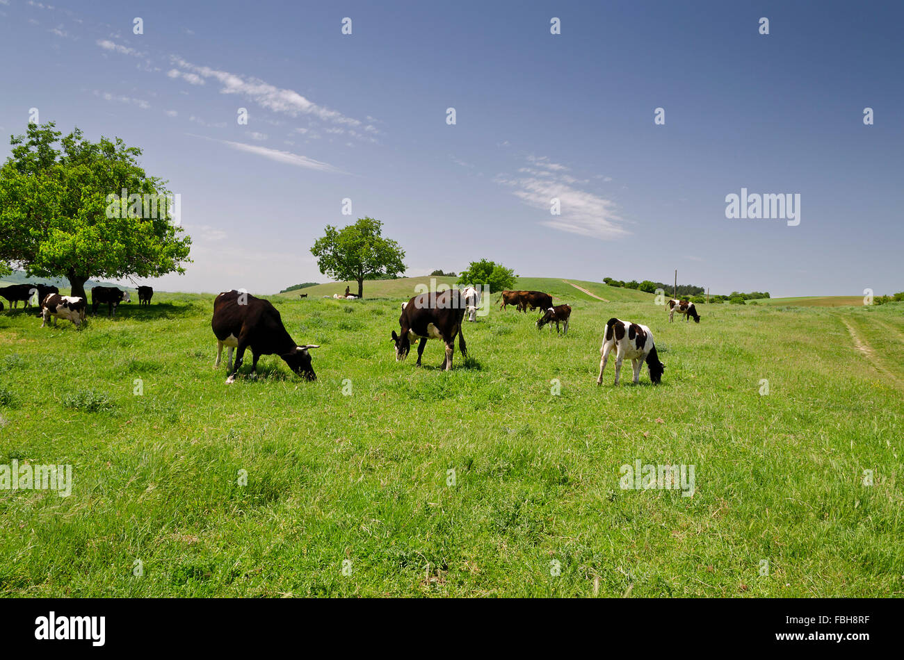 Mandria di mucche in estate campo verde Foto Stock