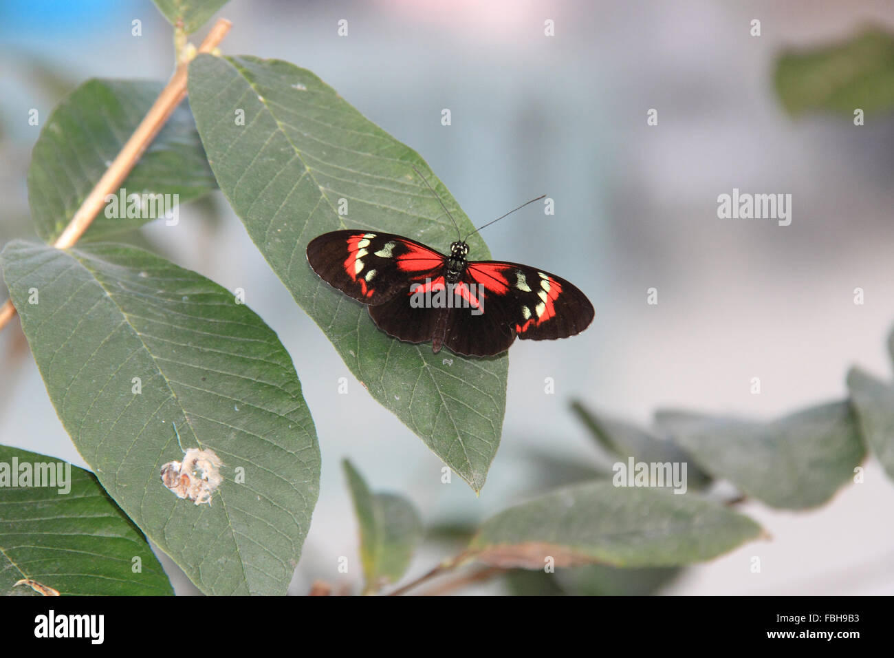 Portalettere comune (Heliconius melpomene :). Farfalle in The Glasshouse 2016, giardino RHS Wisley, Woking, Surrey, Inghilterra, Regno Unito. Evento speciale dal 16 gennaio al 6 marzo 2016 che prevede la possibilità di vedere farfalle tropicali battenti circa in serra. Credito: Ian bottiglia/Alamy Live News Foto Stock