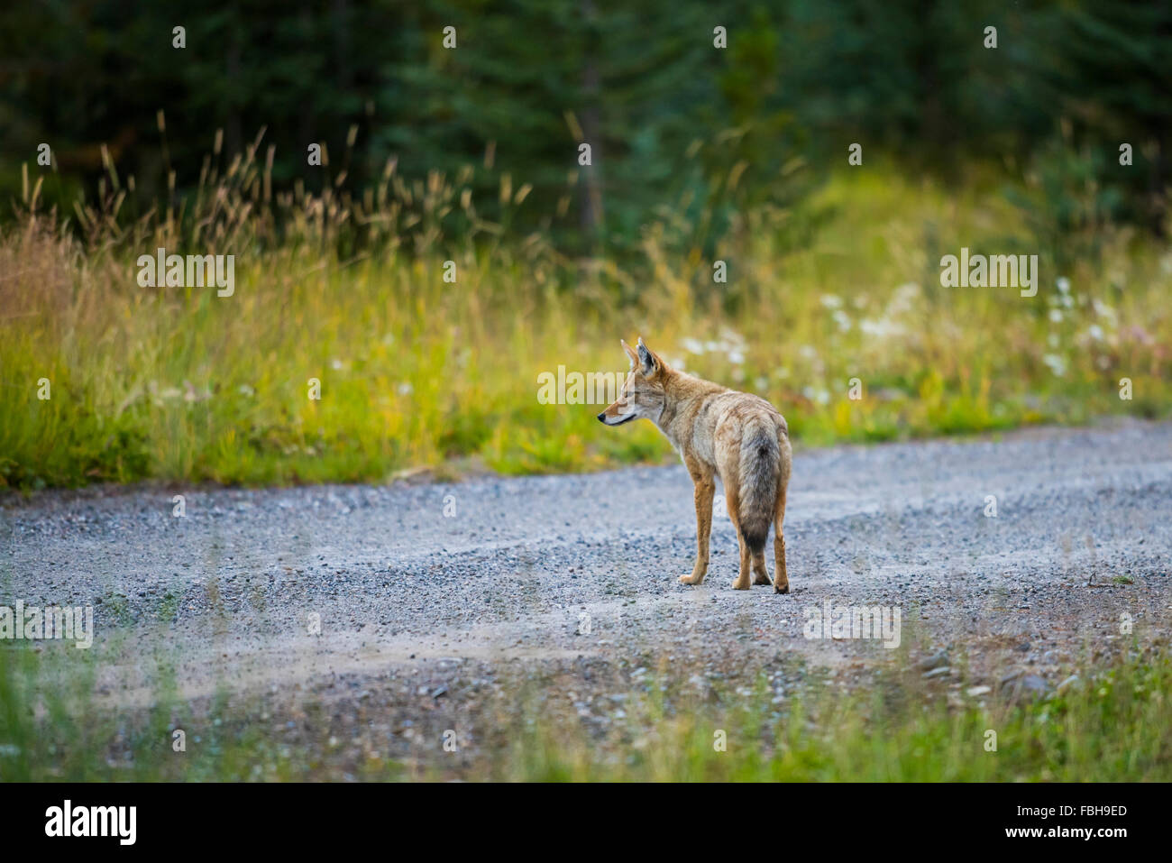 Wild Coyote caccia in un prato sul ciglio della strada nelle montagne rocciose di Alberta in Canada Foto Stock