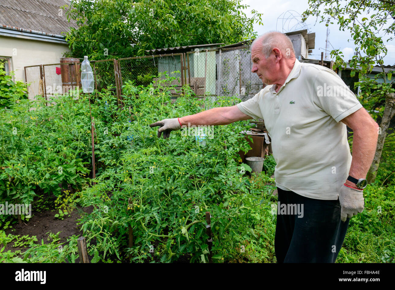 L'agricoltore ucraino che mostra il suo giardino con pomodori Foto Stock