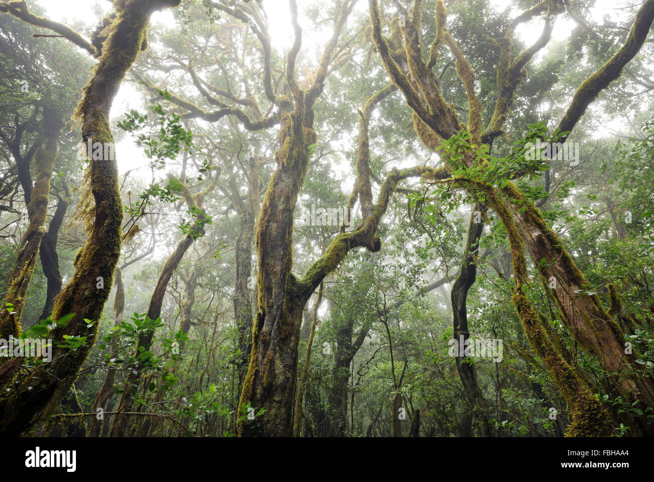 In Spagna, La Gomera, alloro, foresta, MOSS, bizzarro, alberi, rami, colori, umore, nebbia, mistico, vegetazione, UNESCO patrimonio mondiale, paesaggio Foto Stock