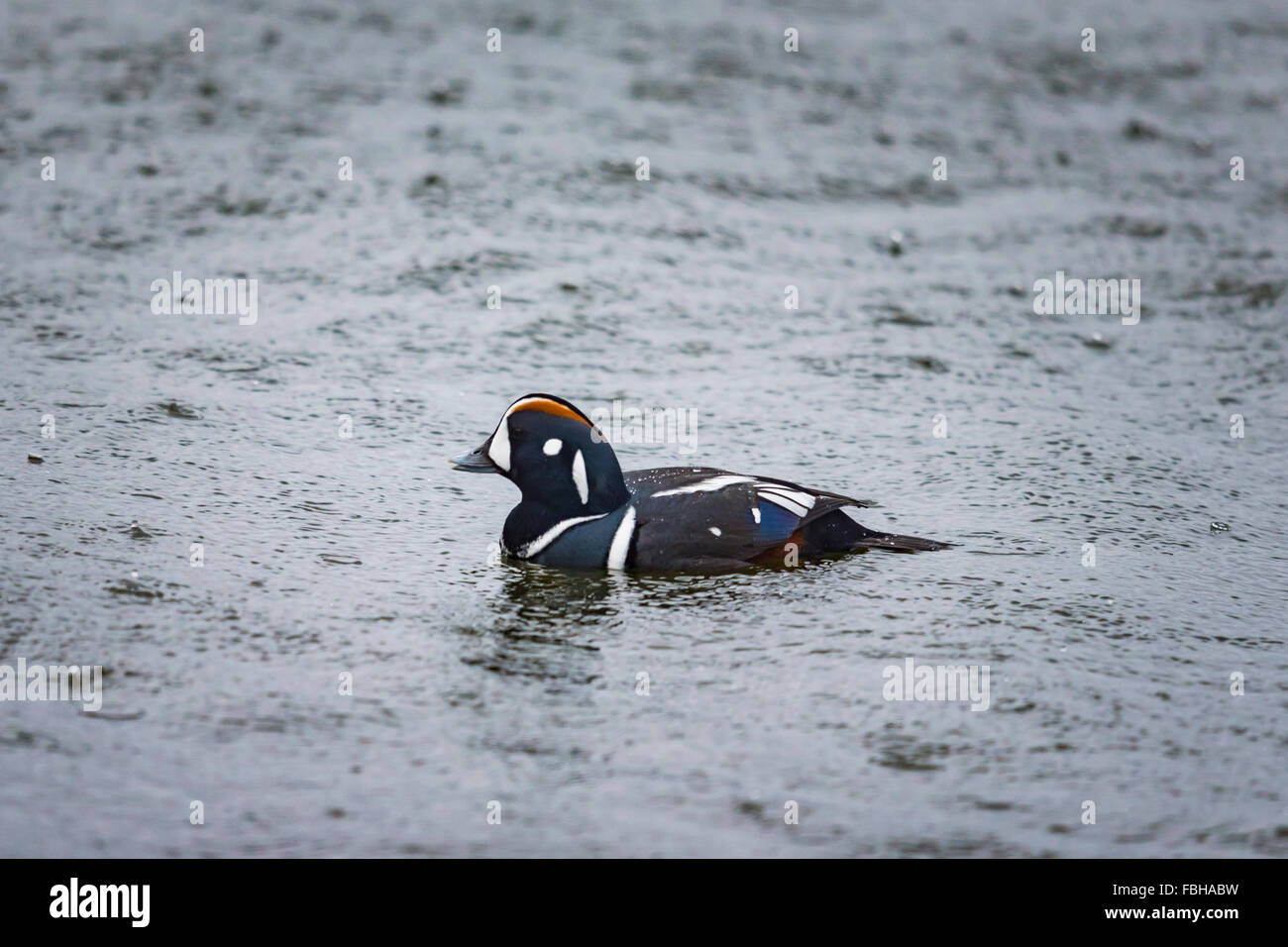 Harlequin Duck nuotare nell'Oceano Pacifico Foto Stock