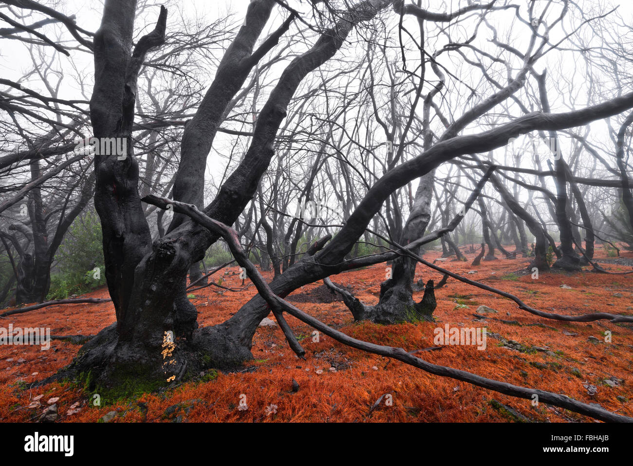 In Spagna, La Gomera, alloro, bruciato, bizzarro, foresta, tronchi, nero, suolo, rosso, cenere, umore, nebbia, luce, foreste di montagna, paesaggi, natura, Foto Stock