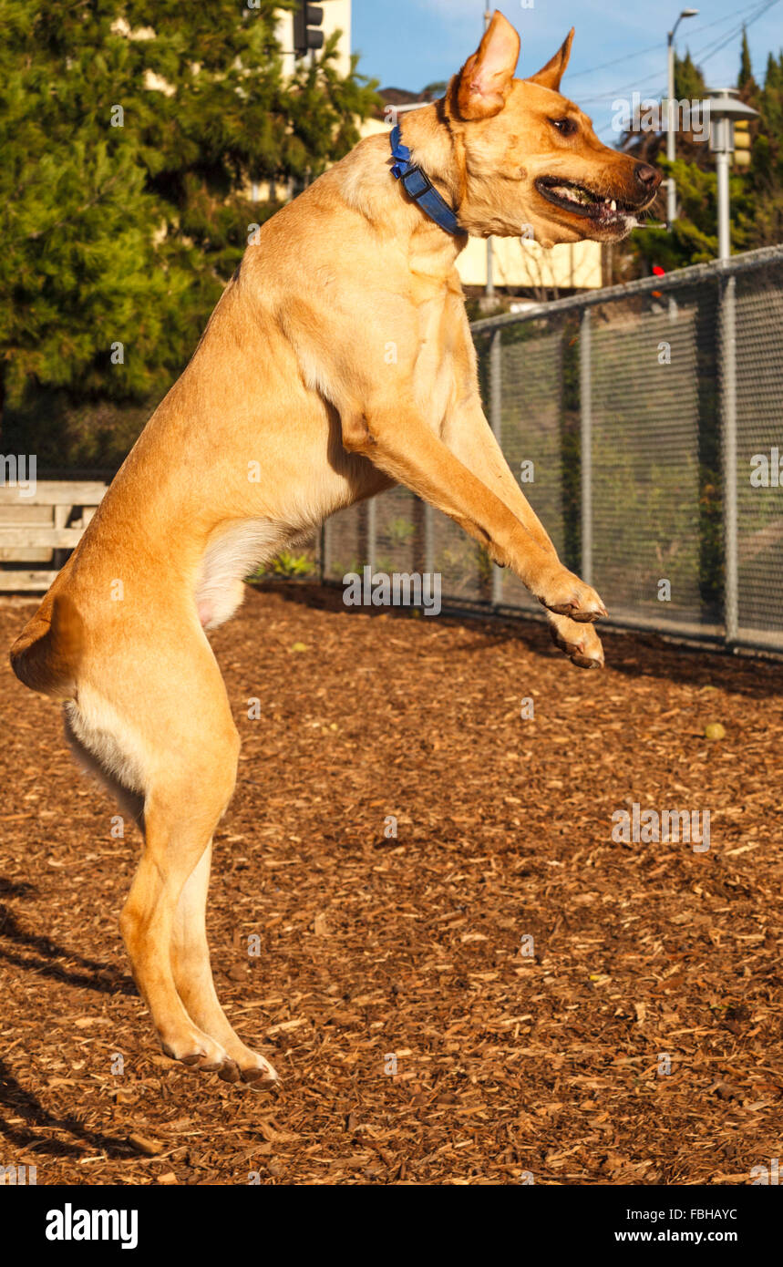 Giallo Labrador Retriever salta in alto e coetanei oltre il recinto a dog park Foto Stock
