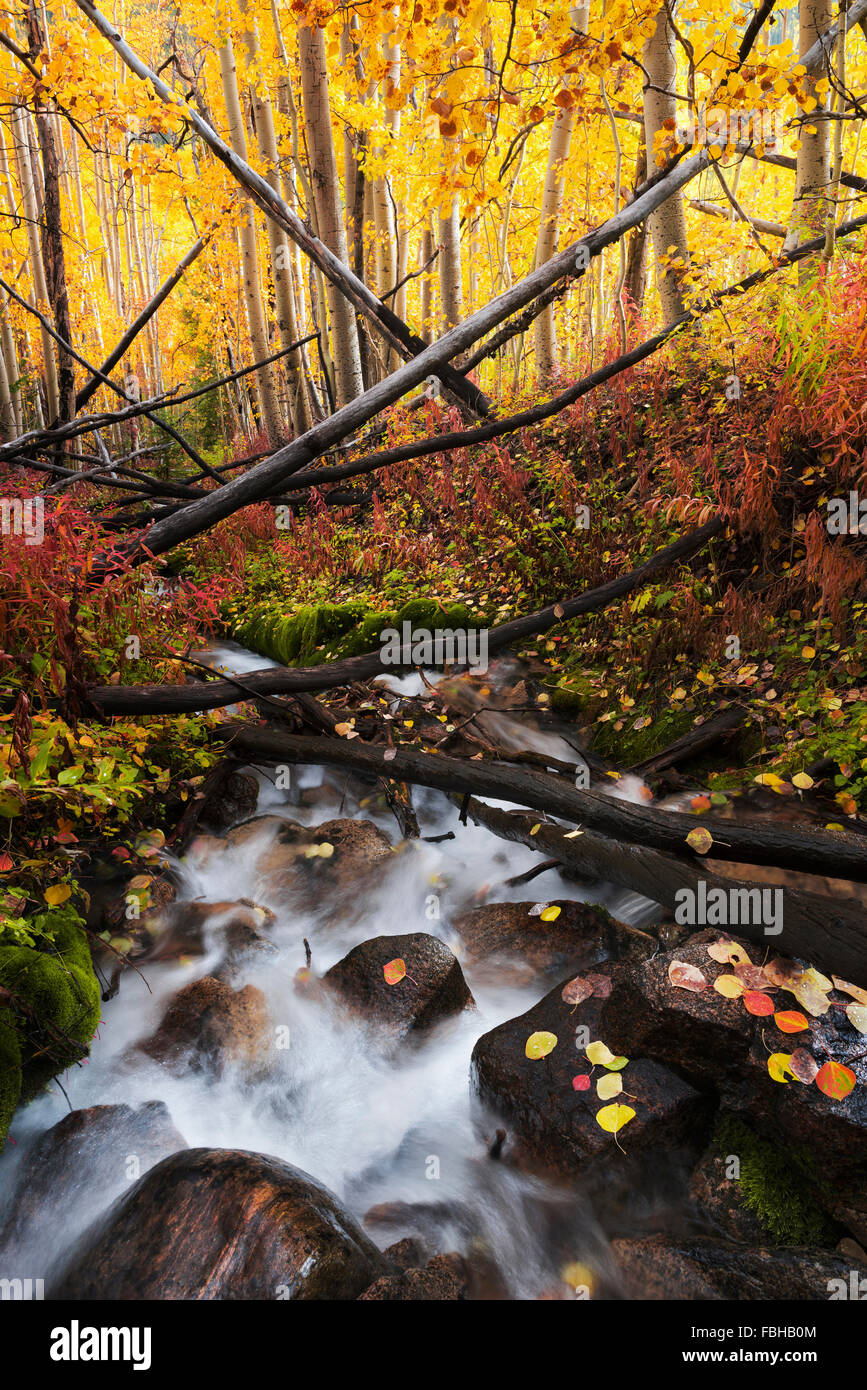 Stati Uniti d'America, America, Colorado, Aspen, betulle, foresta, Brook, acqua, Wild, colori, foglie, umore, luce, autunno, rosso, giallo, arancione, verde, paesaggio, Foto Stock