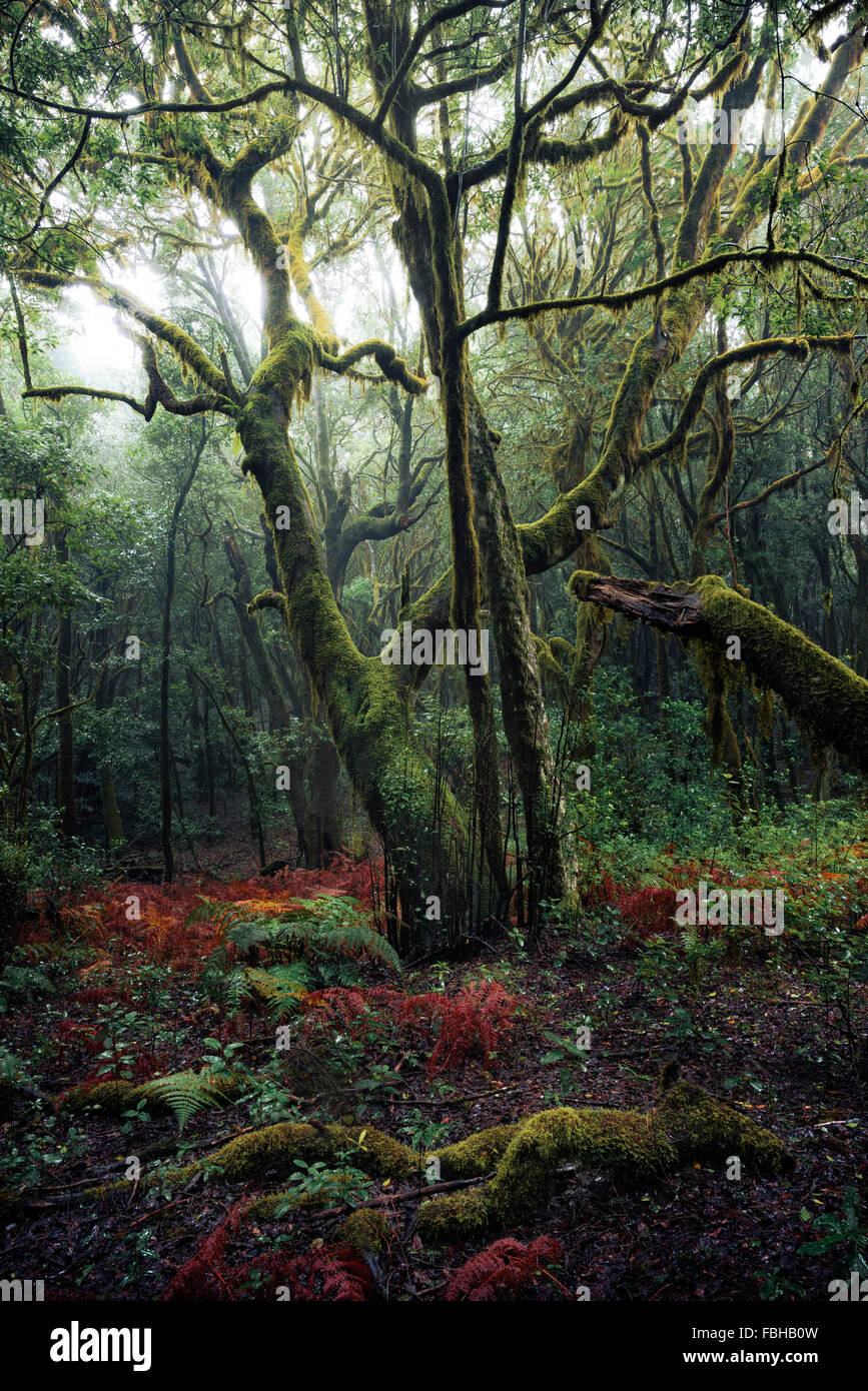 La Spagna, La Gomera, UNESCO patrimonio mondiale, Garajonay, MOSS, alberi, foresta, felce, colori, mistico, panorama, verde, rosso, paesaggio, natura Foto Stock