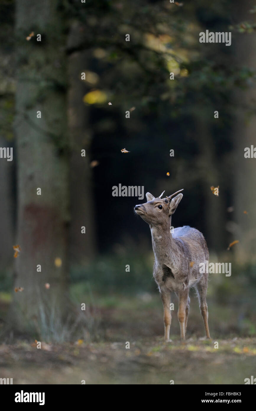 Giovane daino ( Dama Dama ) Guarda fino ad alcune foglie che cadono verso il basso, cosa divertente, ricorda alla fiaba di stelle in denaro. Foto Stock
