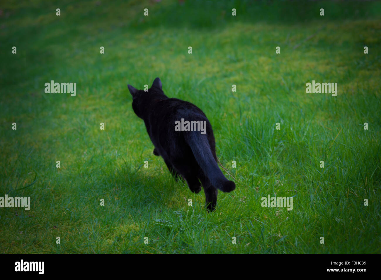 Gatto nero caccia o scappando in erba verde Foto Stock