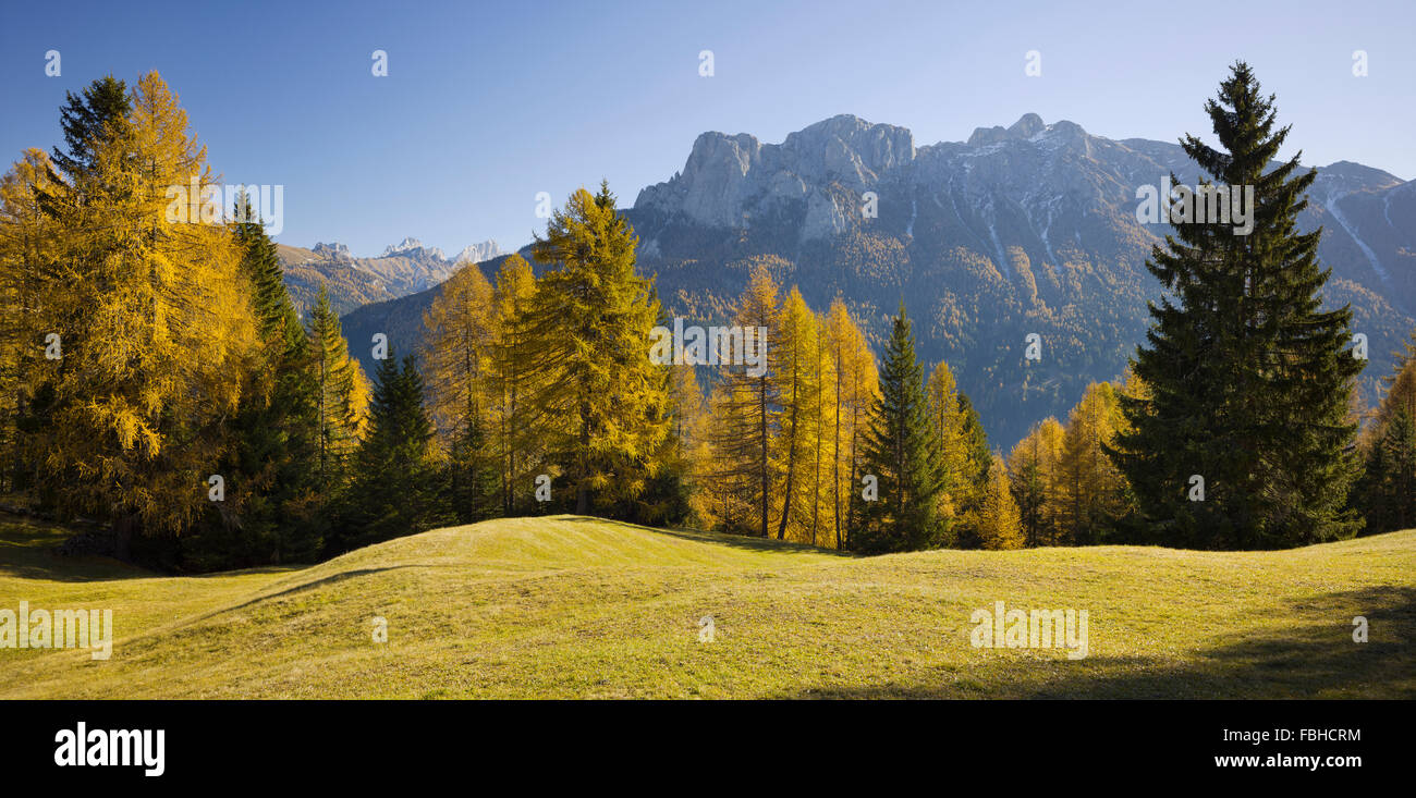 Sas da le Doudesh, larici della Val di Fassa, Sud Tirolo, Alto Adige, Dolomiti, Italia Foto Stock