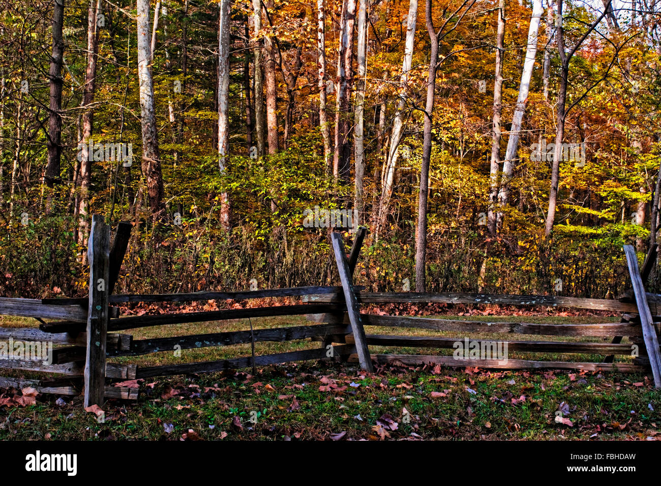Rampa di recinzione posta nella parte anteriore di un bosco Foto Stock