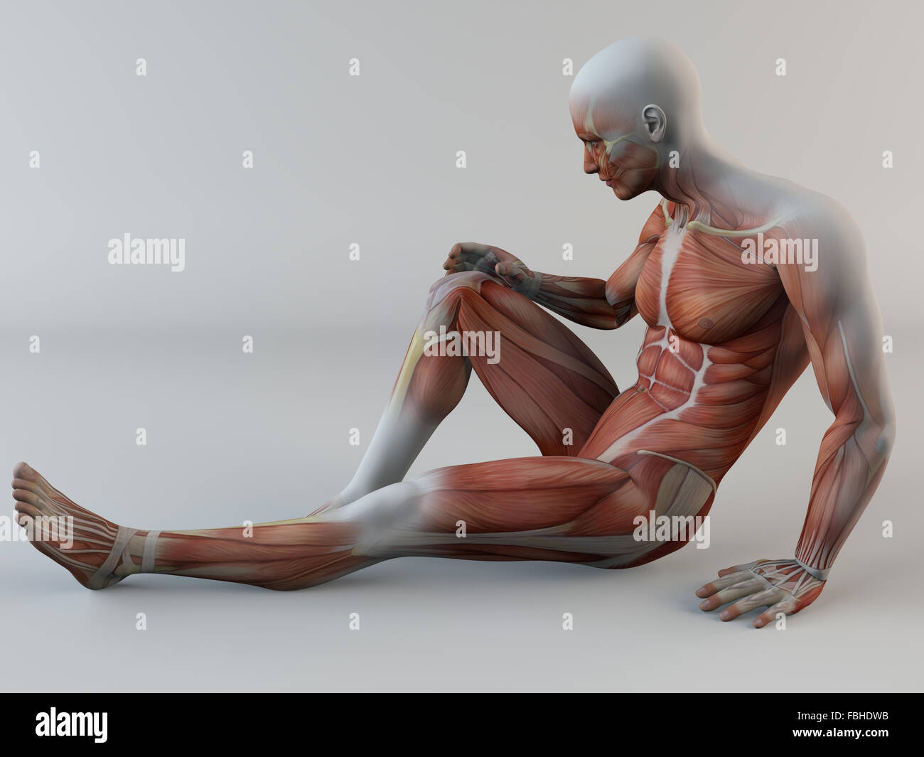 3d, il corpo umano il dolore al ginocchio, muscoli, strappo muscolare Foto Stock