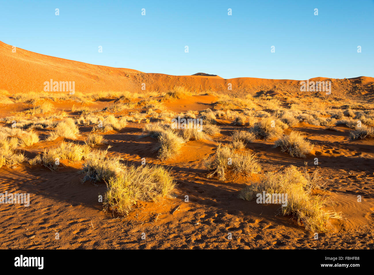La scena del deserto, Namib Naukluft Park, Namib Desert, Repubblica di Namibia Foto Stock