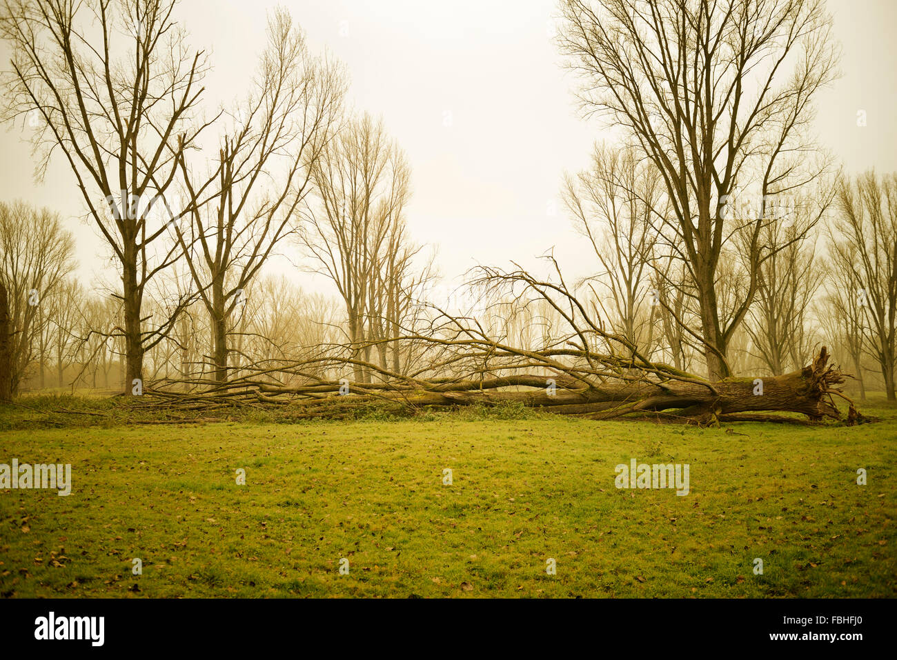 Albero caduto, danni causati dalle tempeste nel Reno prati (riserva naturale), in Germania, in Renania settentrionale-Vestfalia, Dormagen Foto Stock