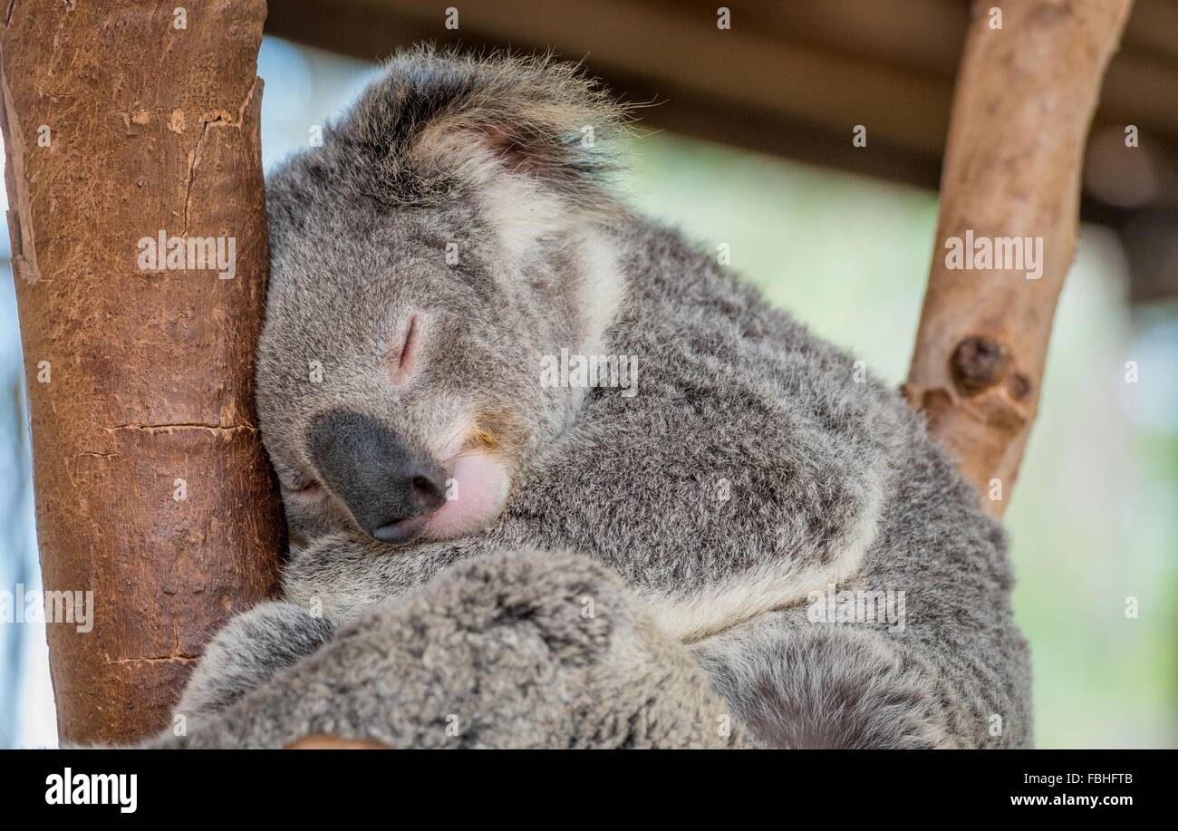 Sleeping Koala recare nella struttura ad albero Foto Stock