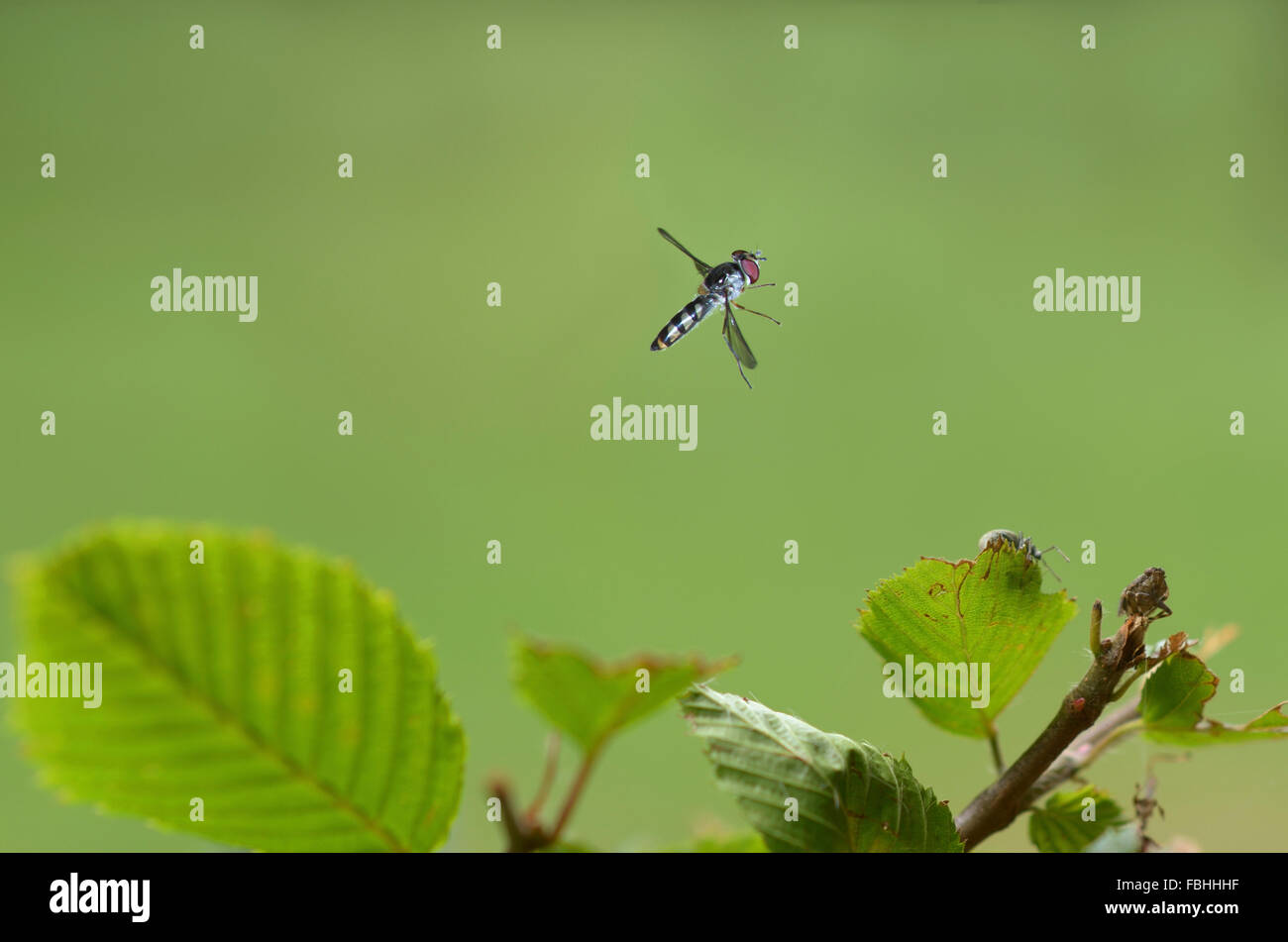 Gli insetti in volo Foto Stock